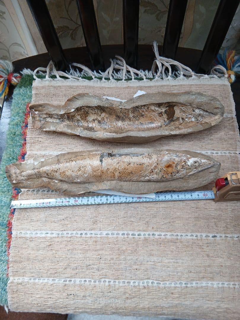 サ*ス様 内部が結晶化した魚の化石