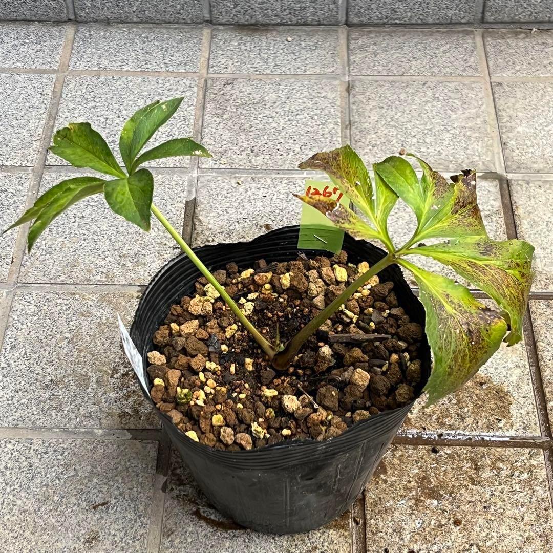 の*ん様 ❤️開花株❤️プチプチ新芽❤️1267⭐️超極上⭐️2024年NO1⭐
