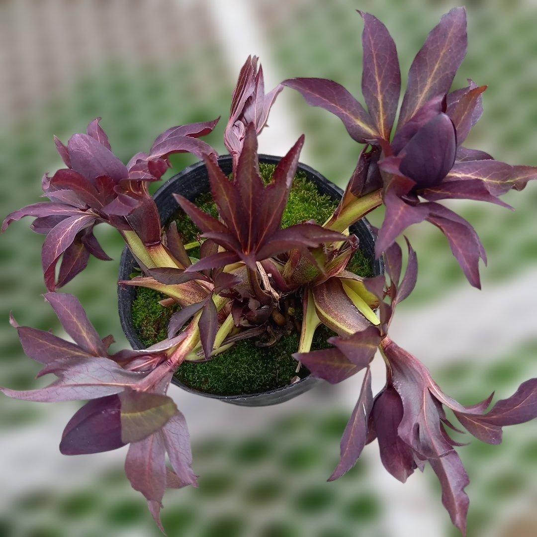 専用、カラーリーフがキレイ！クリスマスローズ2個セット、苗、開花株