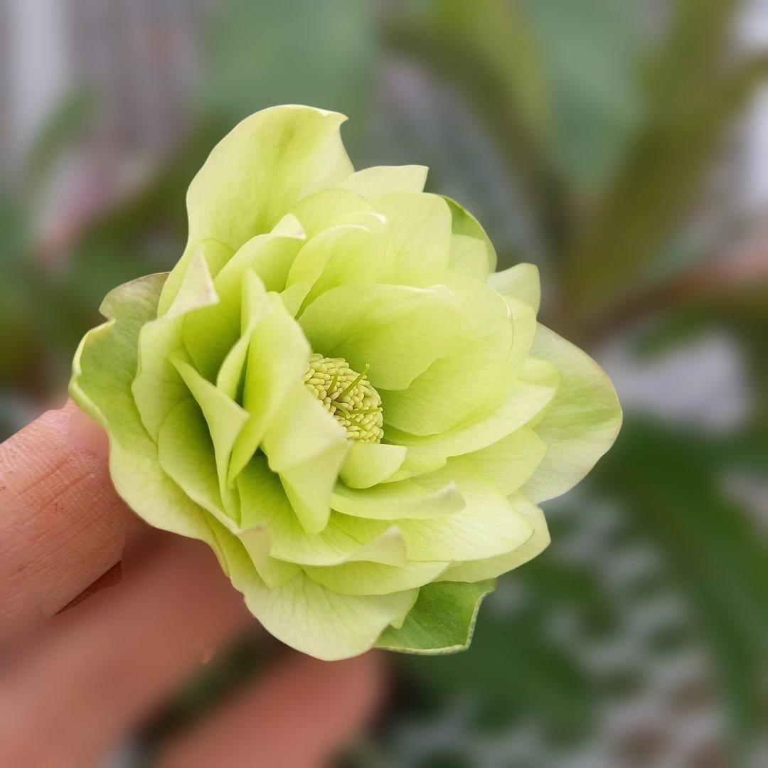 専用、カラーリーフがキレイ！クリスマスローズ2個セット、苗、開花株