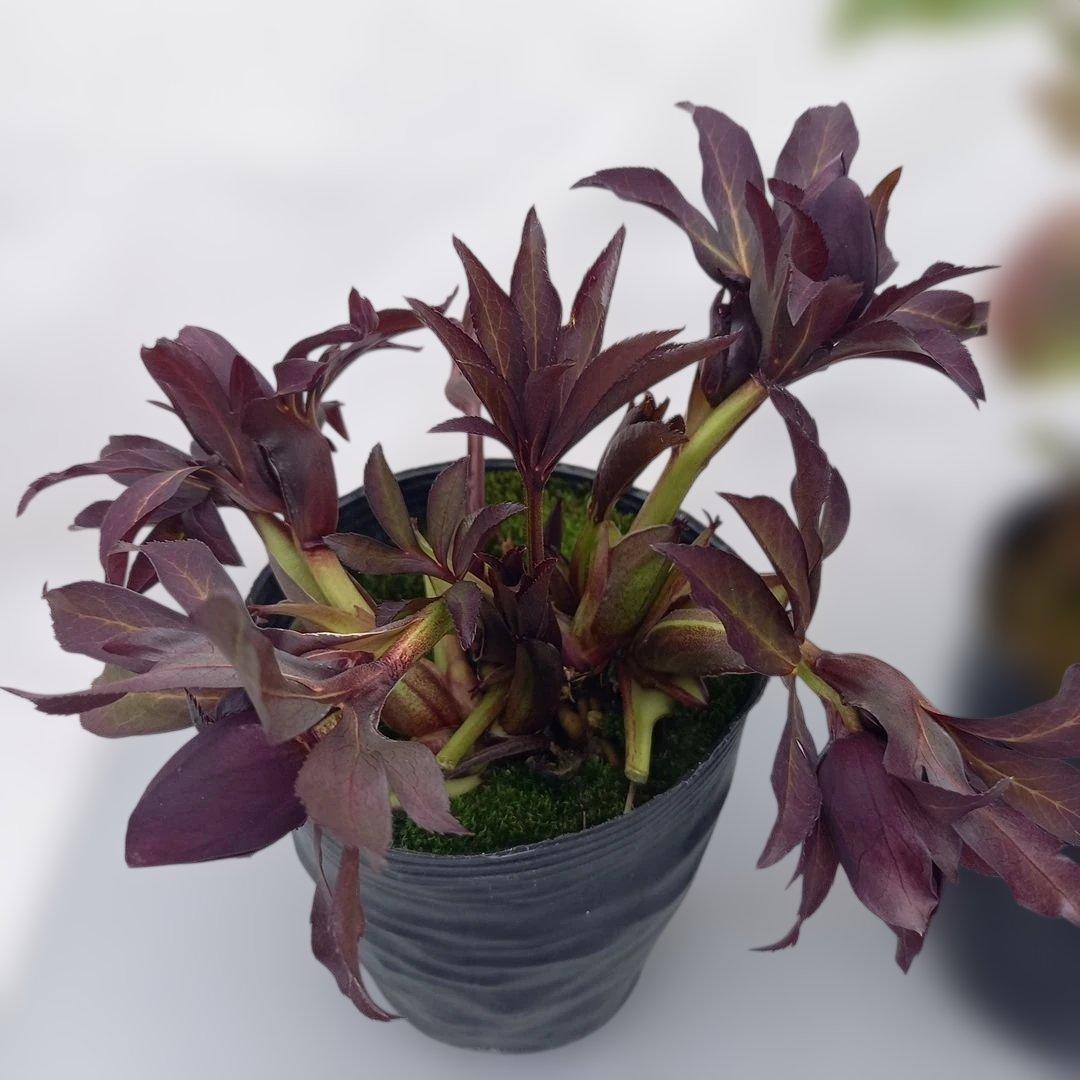 専用、カラーリーフがキレイ！クリスマスローズ2個セット、苗、開花株