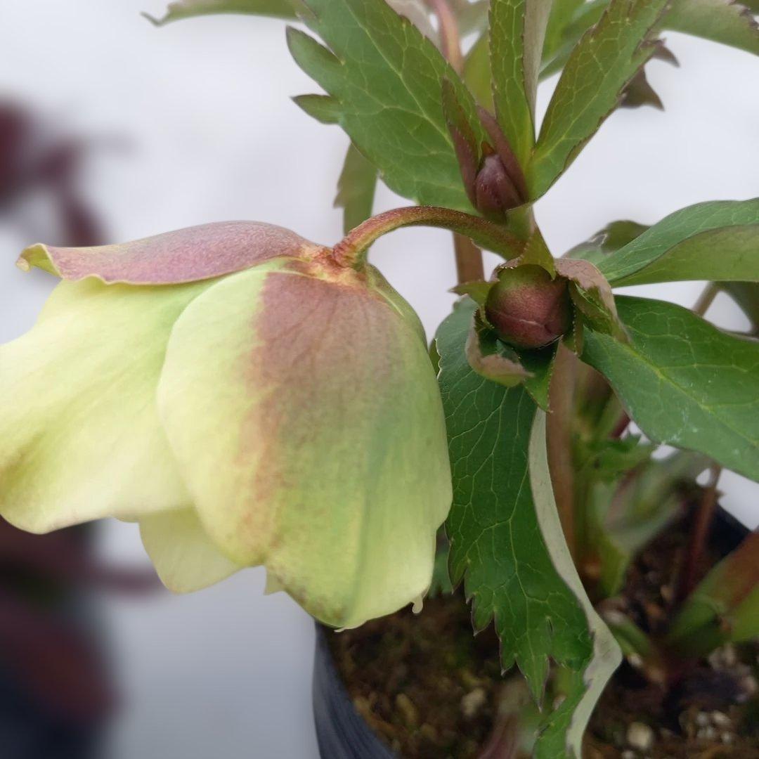 専用、カラーリーフがキレイ！クリスマスローズ2個セット、苗、開花株