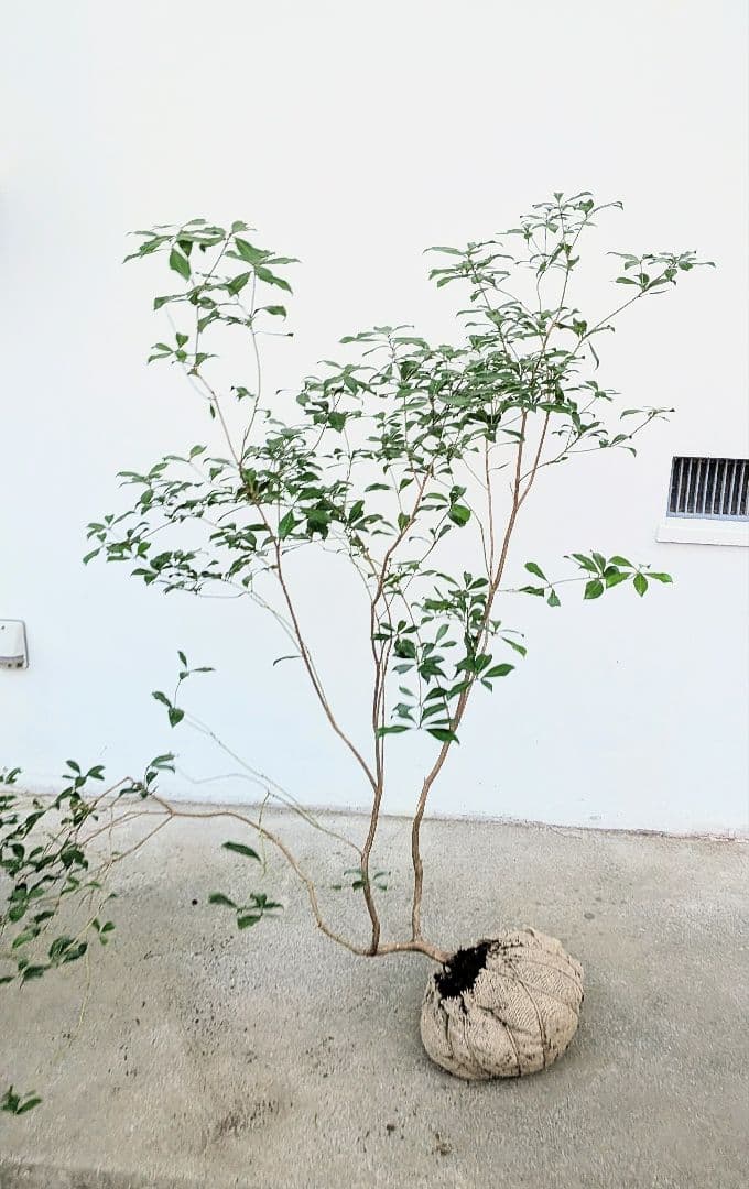 山採りアセビ。