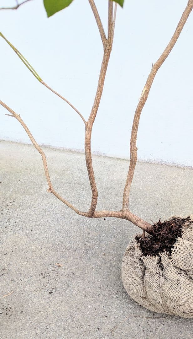 山採りアセビ。