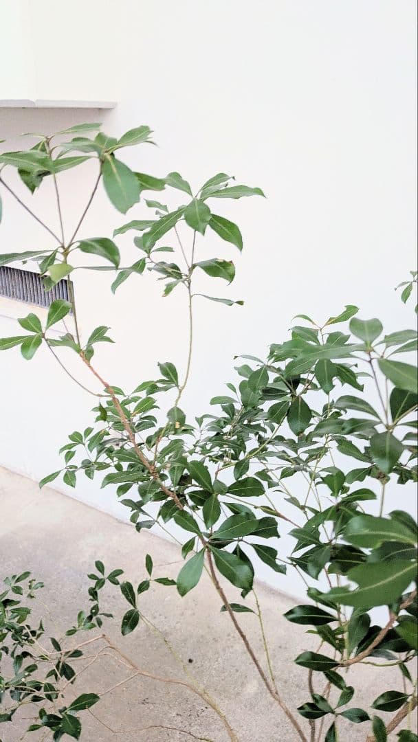 山採りアセビ。