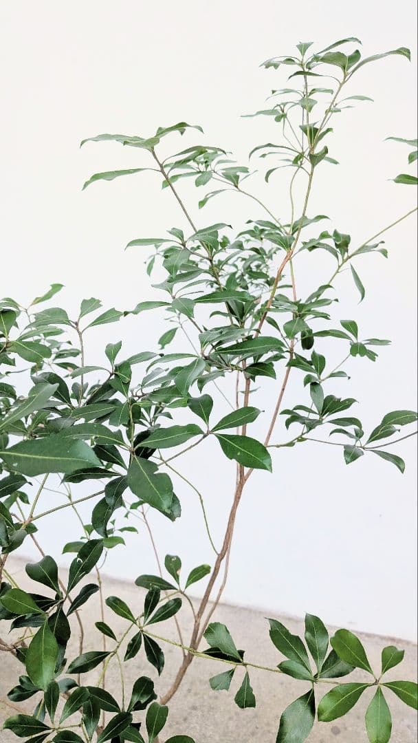 山採りアセビ。