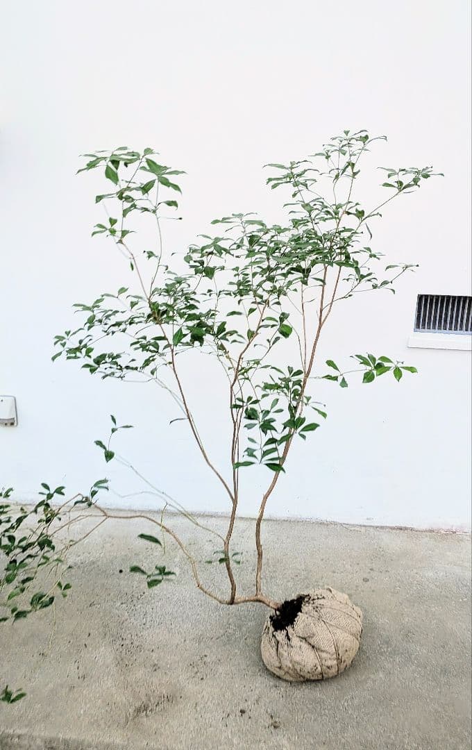 山採りアセビ。