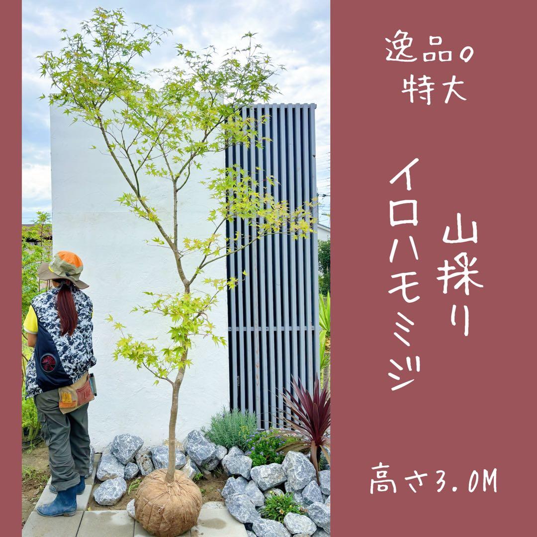 逸品。特大山採りイロハモミジ3.0M(鉢底から)◎シンボルツリー