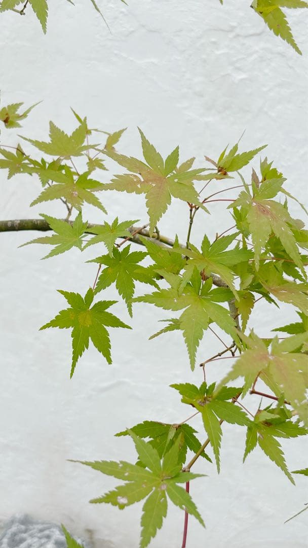 逸品。特大山採りイロハモミジ3.0M(鉢底から)◎シンボルツリー