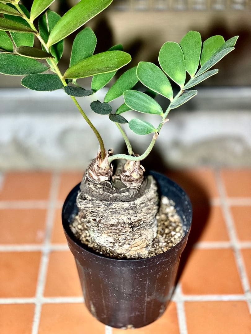 超！超！特良！ザミア５号 盆栽 懸崖仕立て 鉢ごと発送 観葉植物