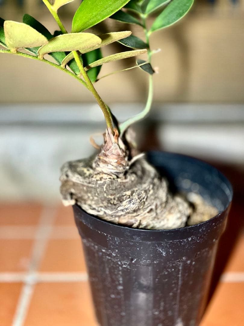 超！超！特良！ザミア５号 盆栽 懸崖仕立て 鉢ごと発送 観葉植物