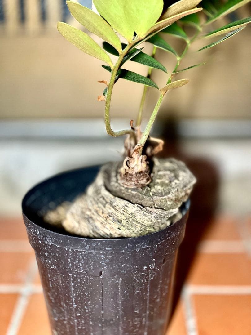 超！超！特良！ザミア５号 盆栽 懸崖仕立て 鉢ごと発送 観葉植物