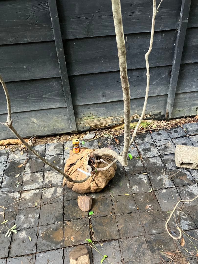 7 山採り　ヤマボウシ