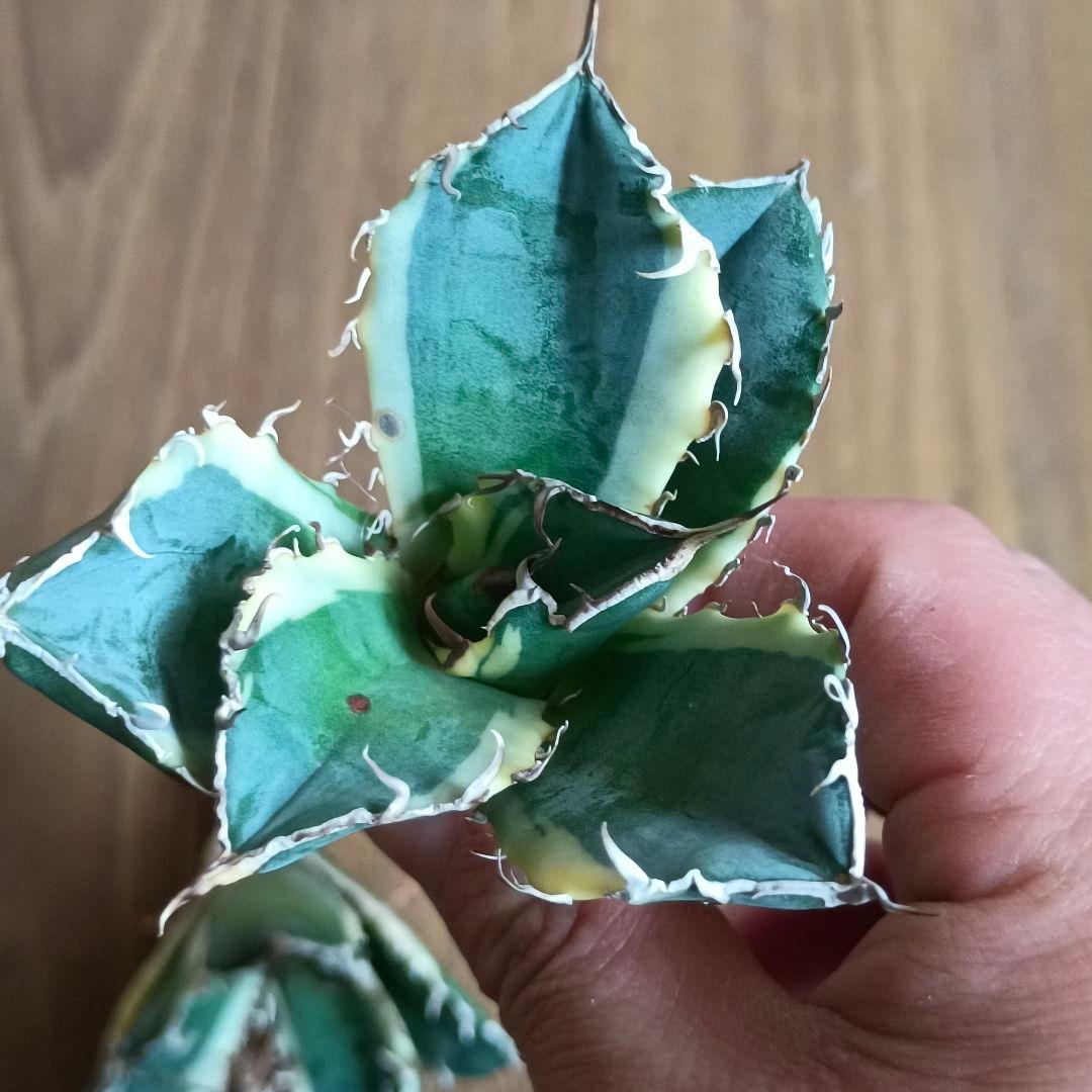 A190 特選 アガベ 白鯨錦 覆輪斑 明錦 極上4株同梱