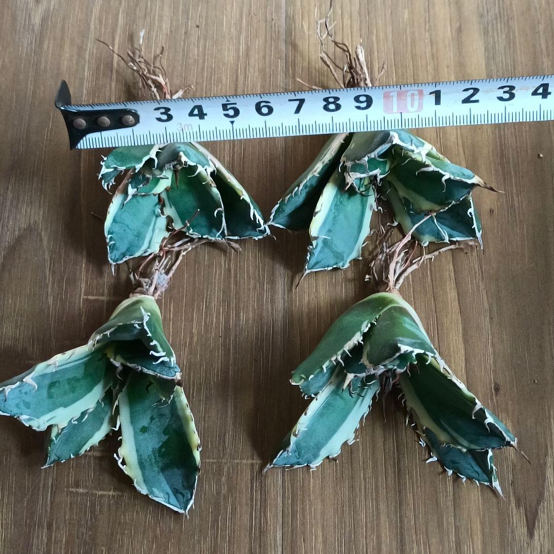 A190 特選 アガベ 白鯨錦 覆輪斑 明錦 極上4株同梱