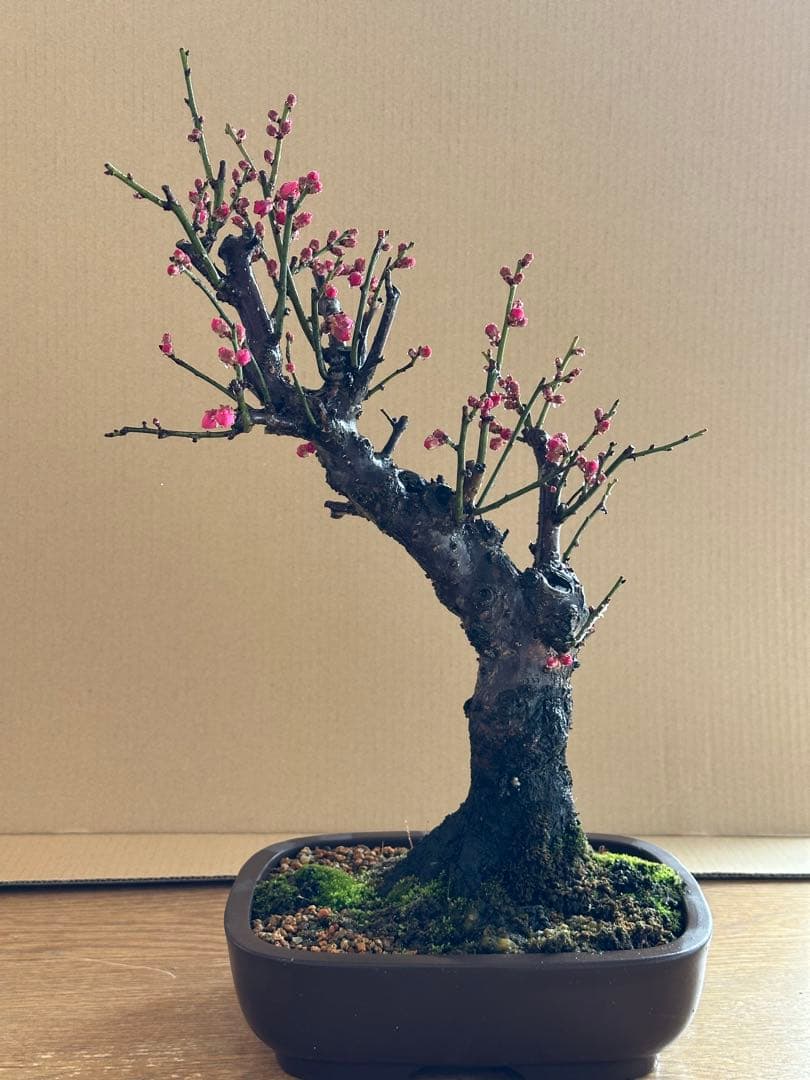 盆栽 梅 紅梅-1