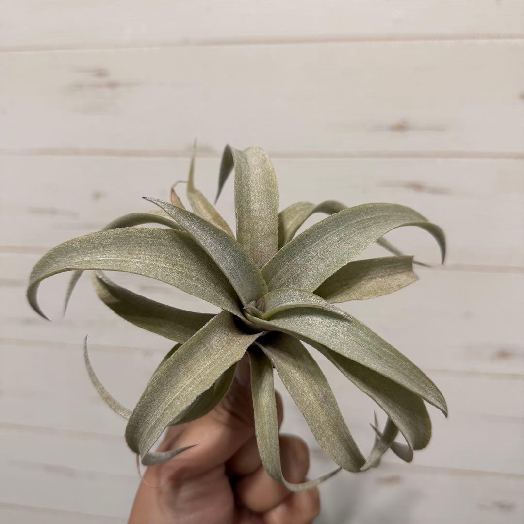 ブロメリア・エアープランツ Tillandsia mima var. mima White Variety