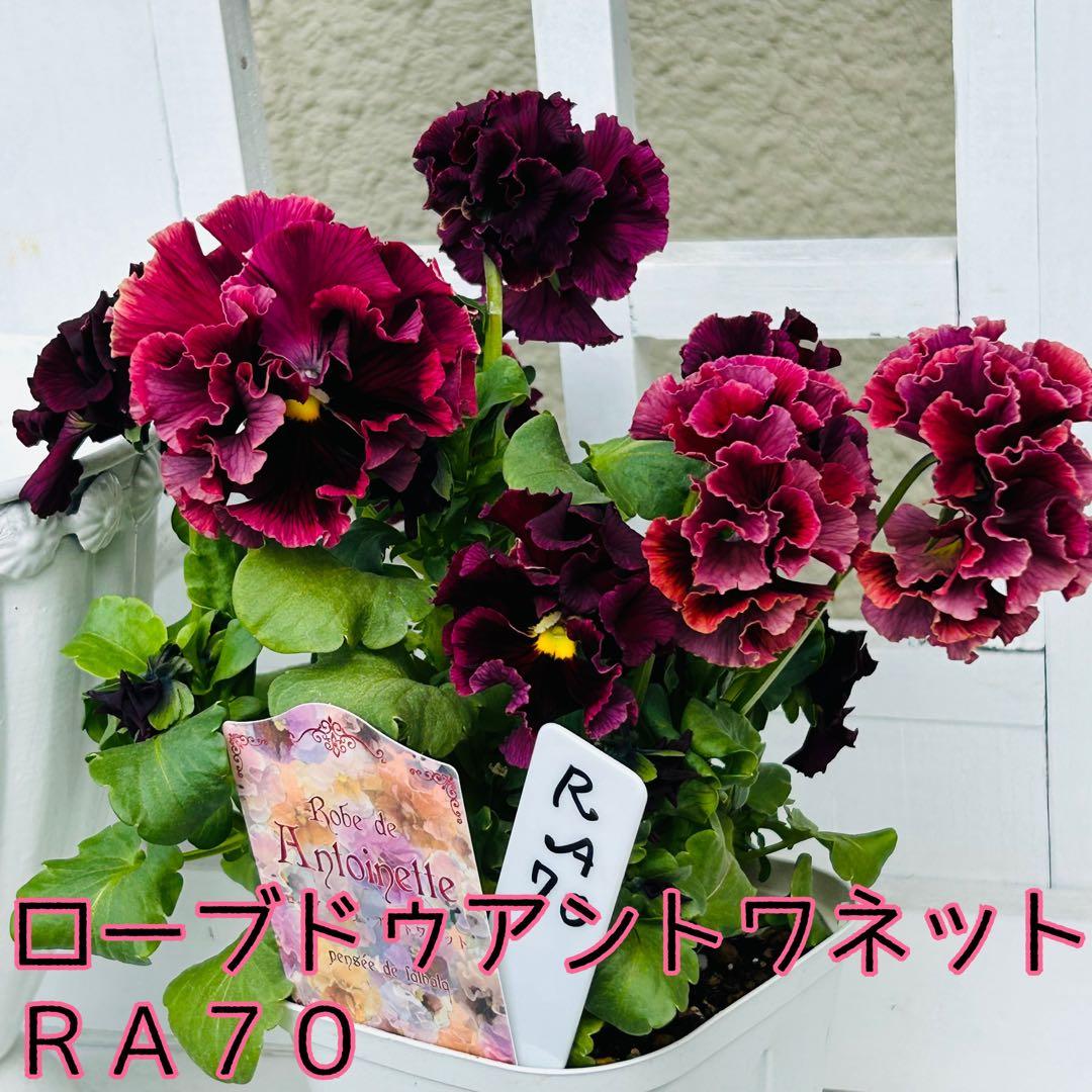 ✼••セール中••✼ＲＡ７０♥サトウ園芸　ローブドゥアントワネット