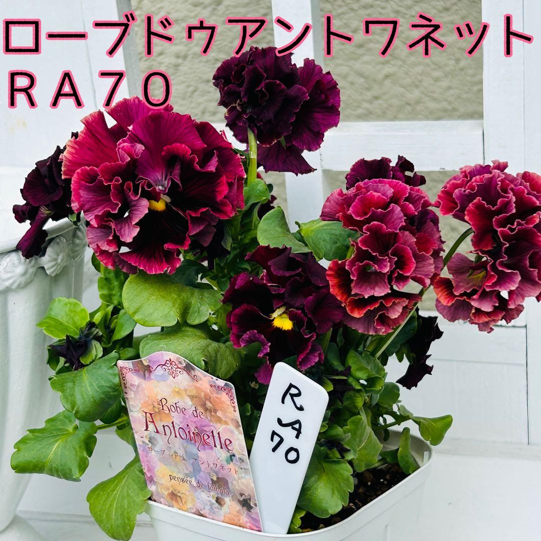✼••セール中••✼ＲＡ７０♥サトウ園芸　ローブドゥアントワネット