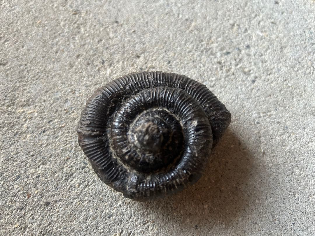 ディディモセラス　淡路島産　アンモナイト　化石