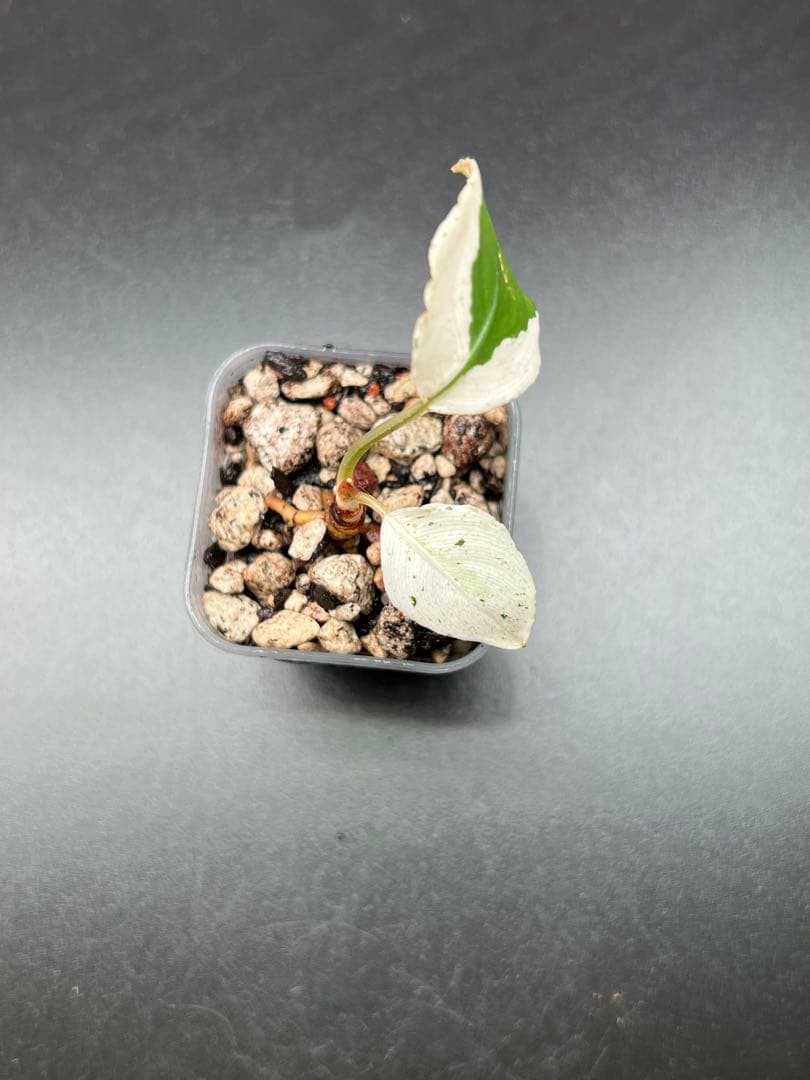 セファランドラ（斑入り株）Bucephalandra Pipto