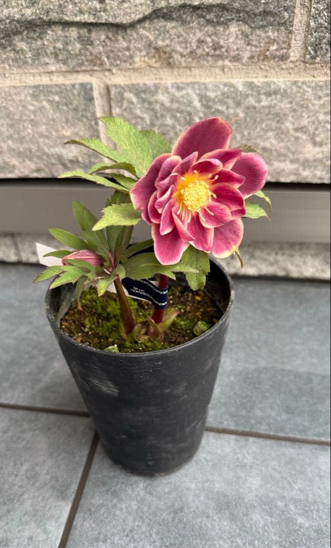 希少‼︎広瀬園芸【斑入りソレイユ】開花株