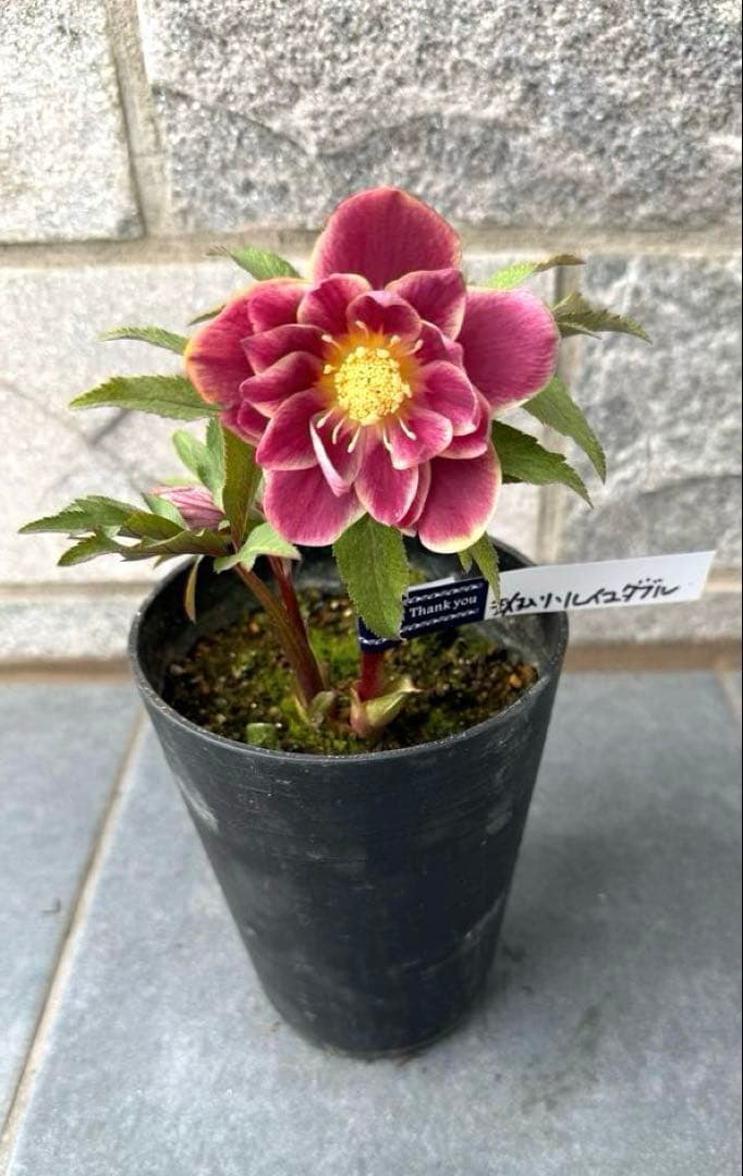 希少‼︎広瀬園芸【斑入りソレイユ】開花株