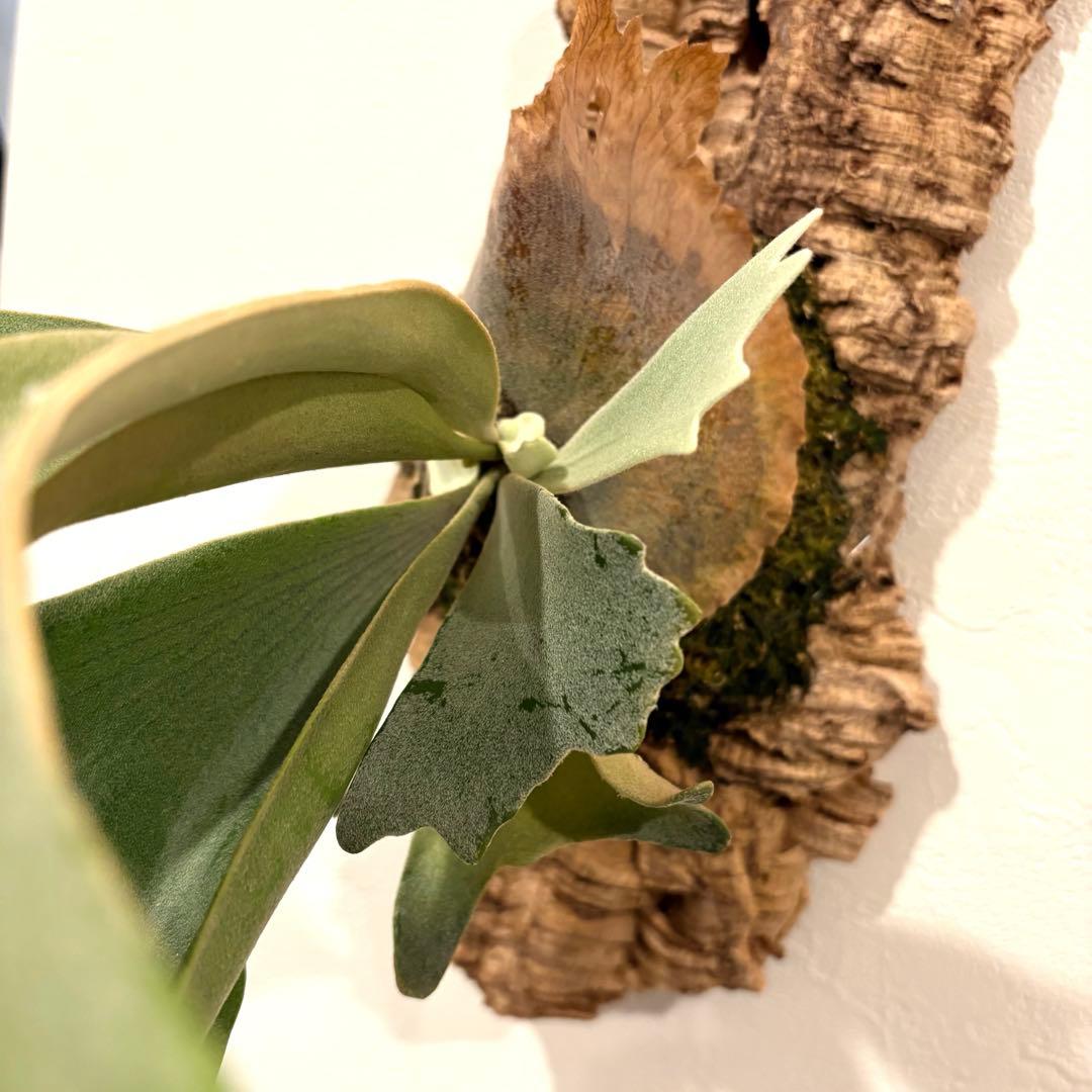 ビカクシダ ウィリンキー 月光爪哇