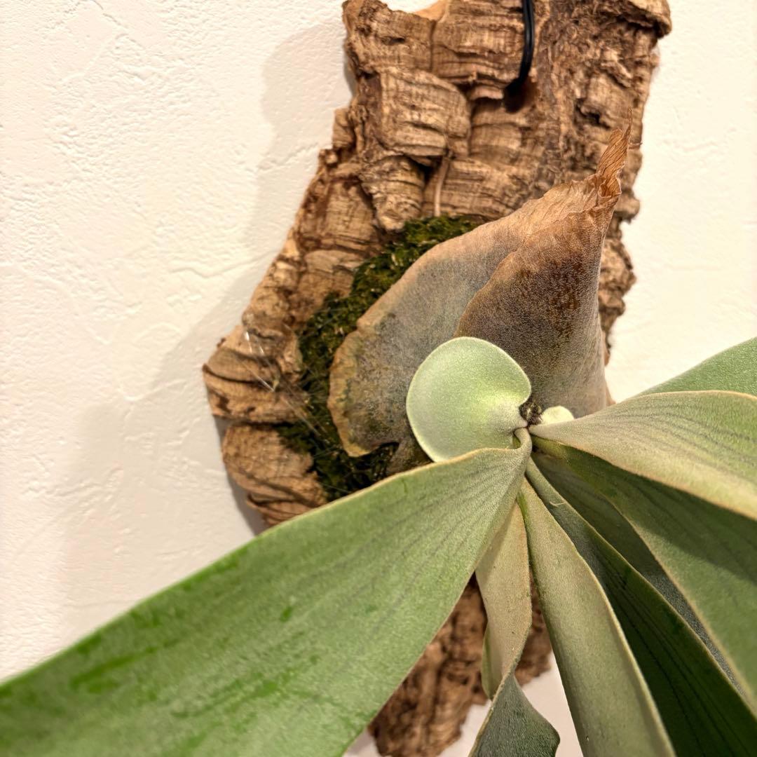 ビカクシダ ウィリンキー 月光爪哇