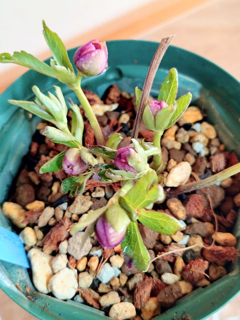 クリスマスローズ蕾