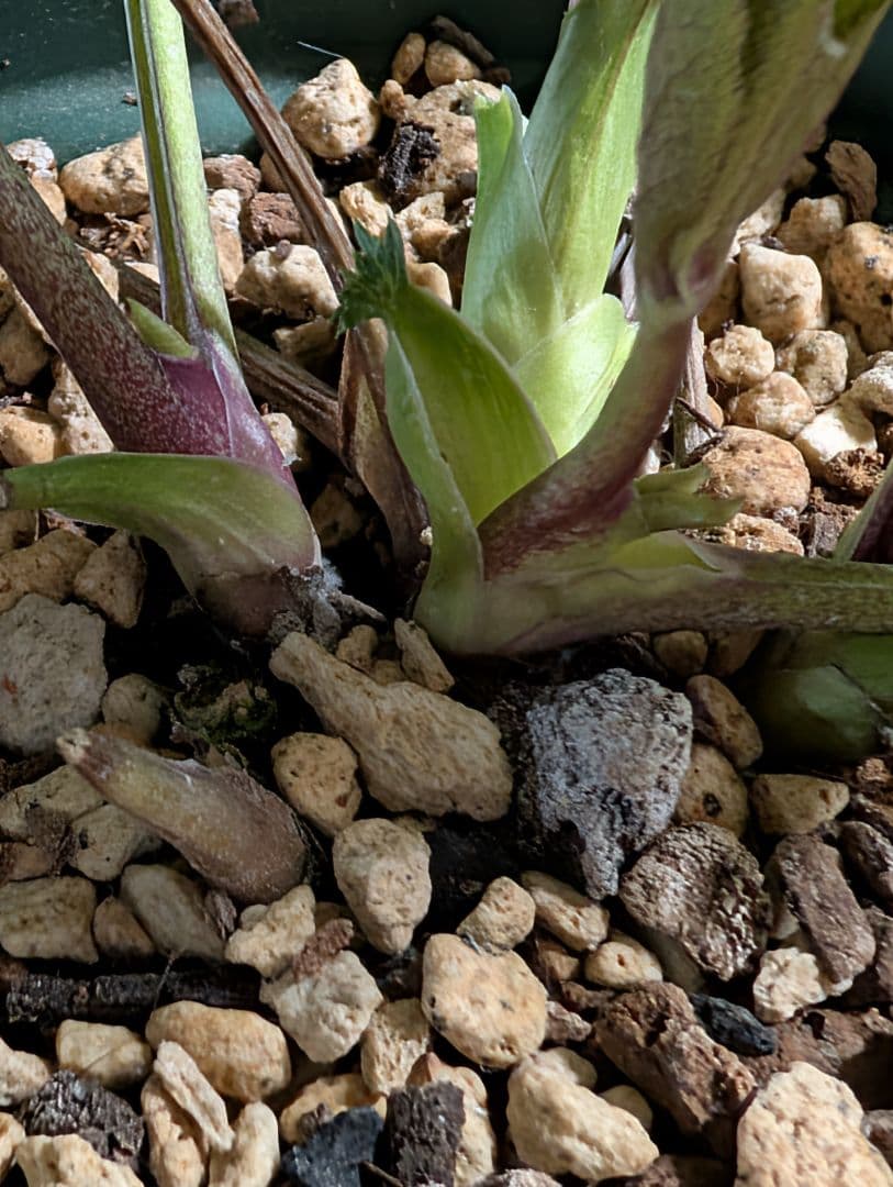 A812★クリスマスローズ：加藤農園【超小輪・グラデーションピンク・DD】開花株