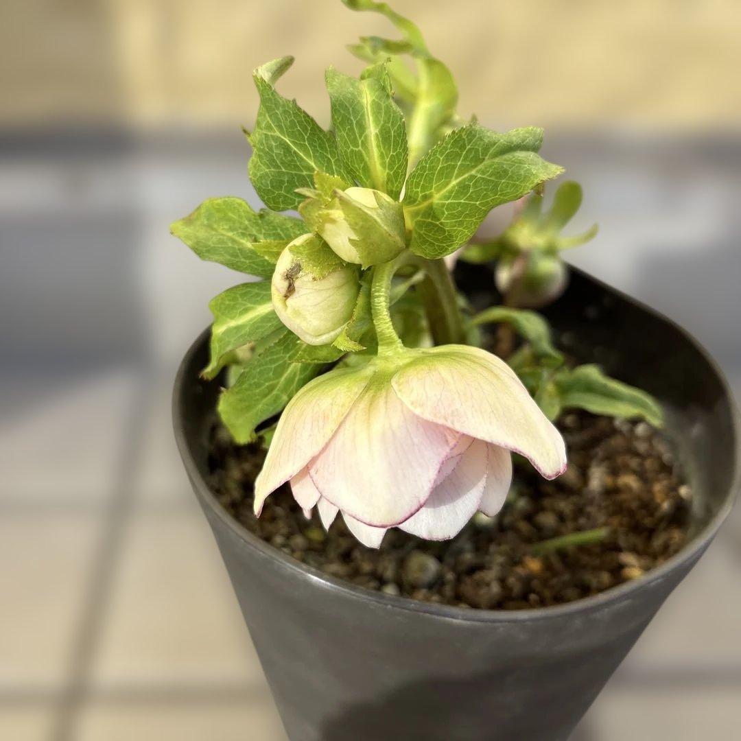 広瀬園芸　リバーシブルグラデーションピンク　クリスマスローズ　開花株　現品