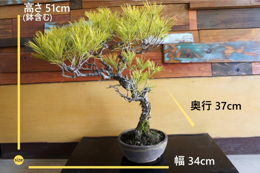盆栽 『赤松』 インテリア 観葉植物 園芸 ガーデニング 送料無料 b201