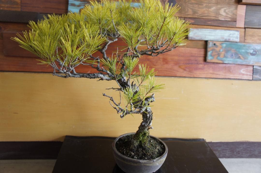 盆栽 『赤松』 インテリア 観葉植物 園芸 ガーデニング 送料無料 b201