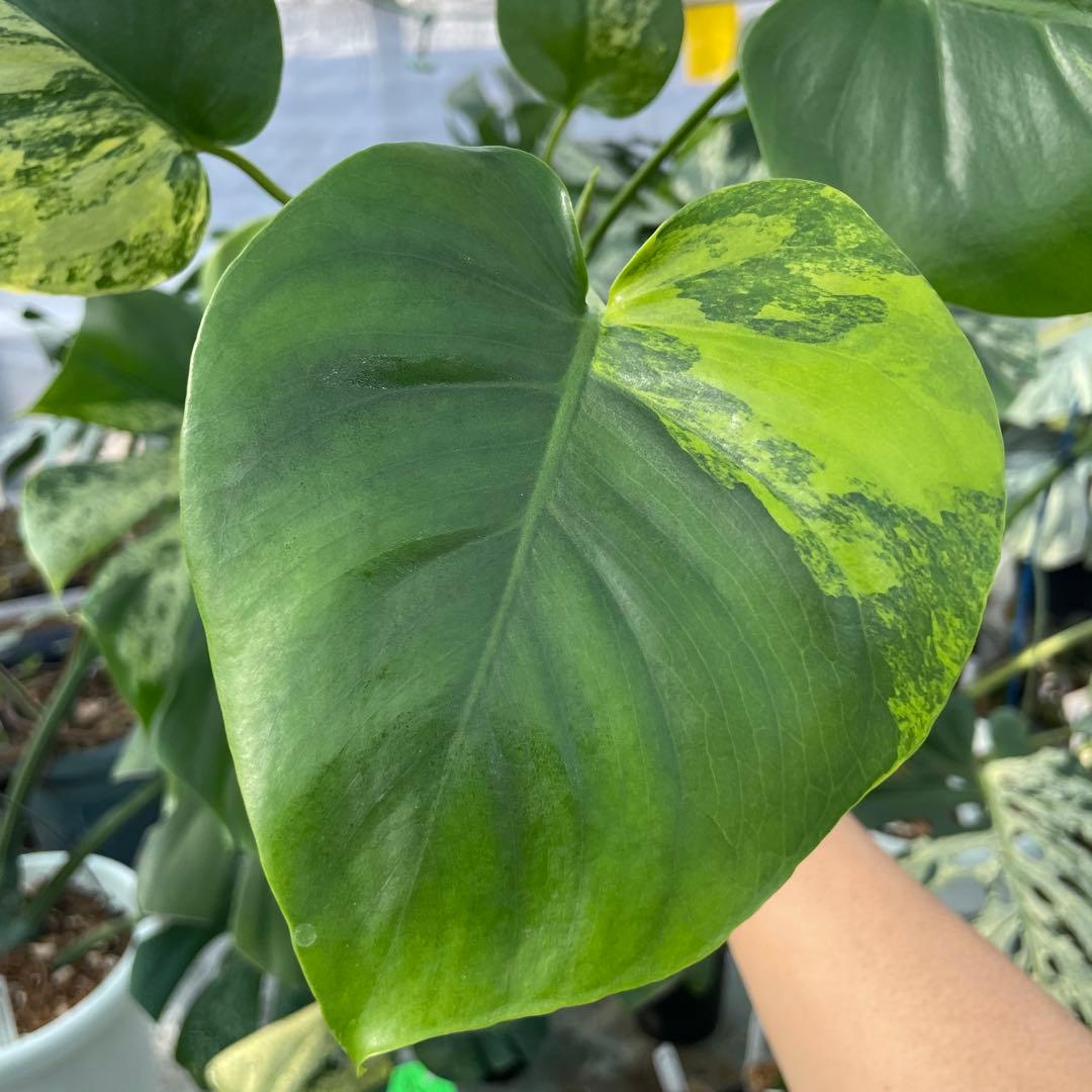 MS4 モンステラ　イエローマリリン　黄斑入り