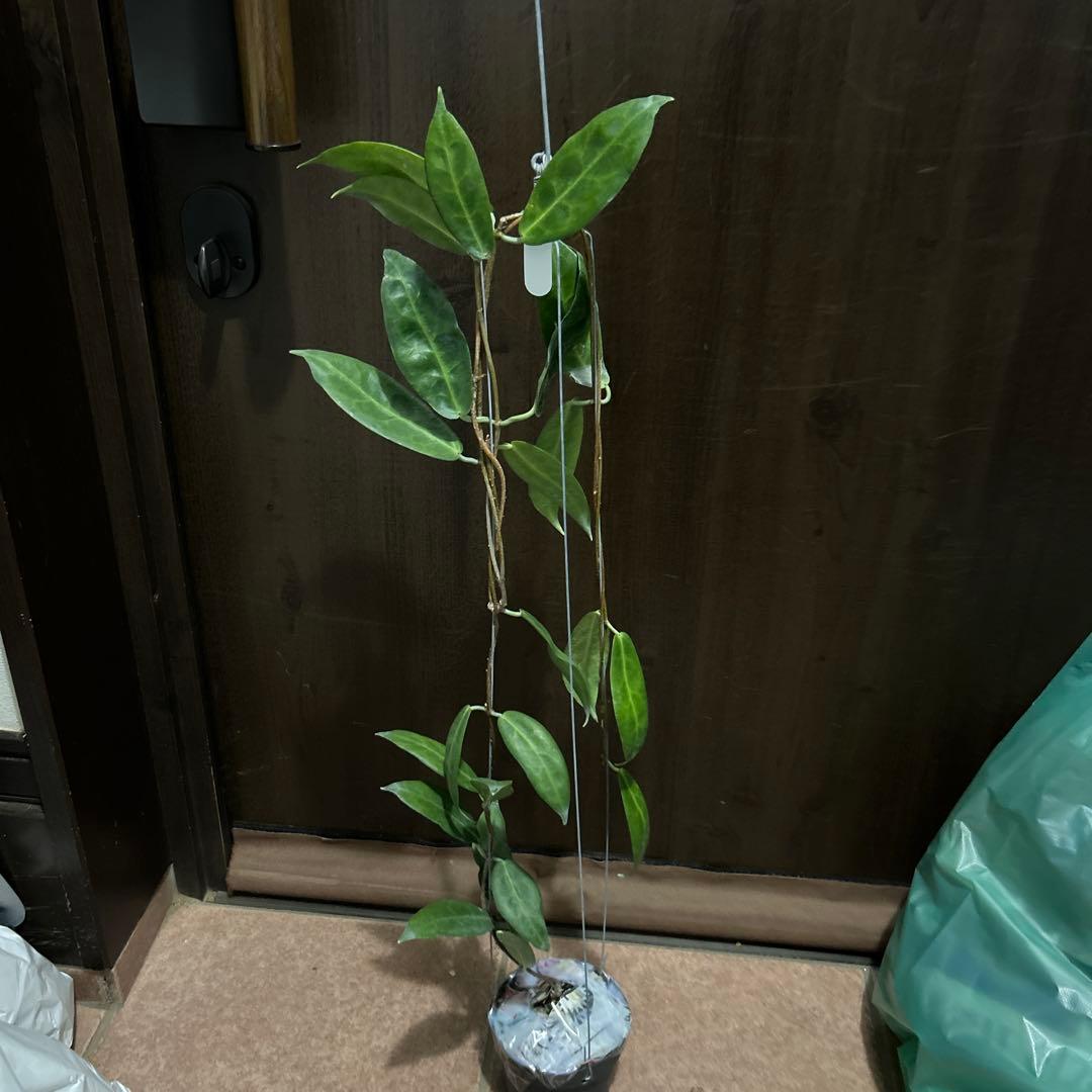 その他観葉植物 HOYA piestolepis