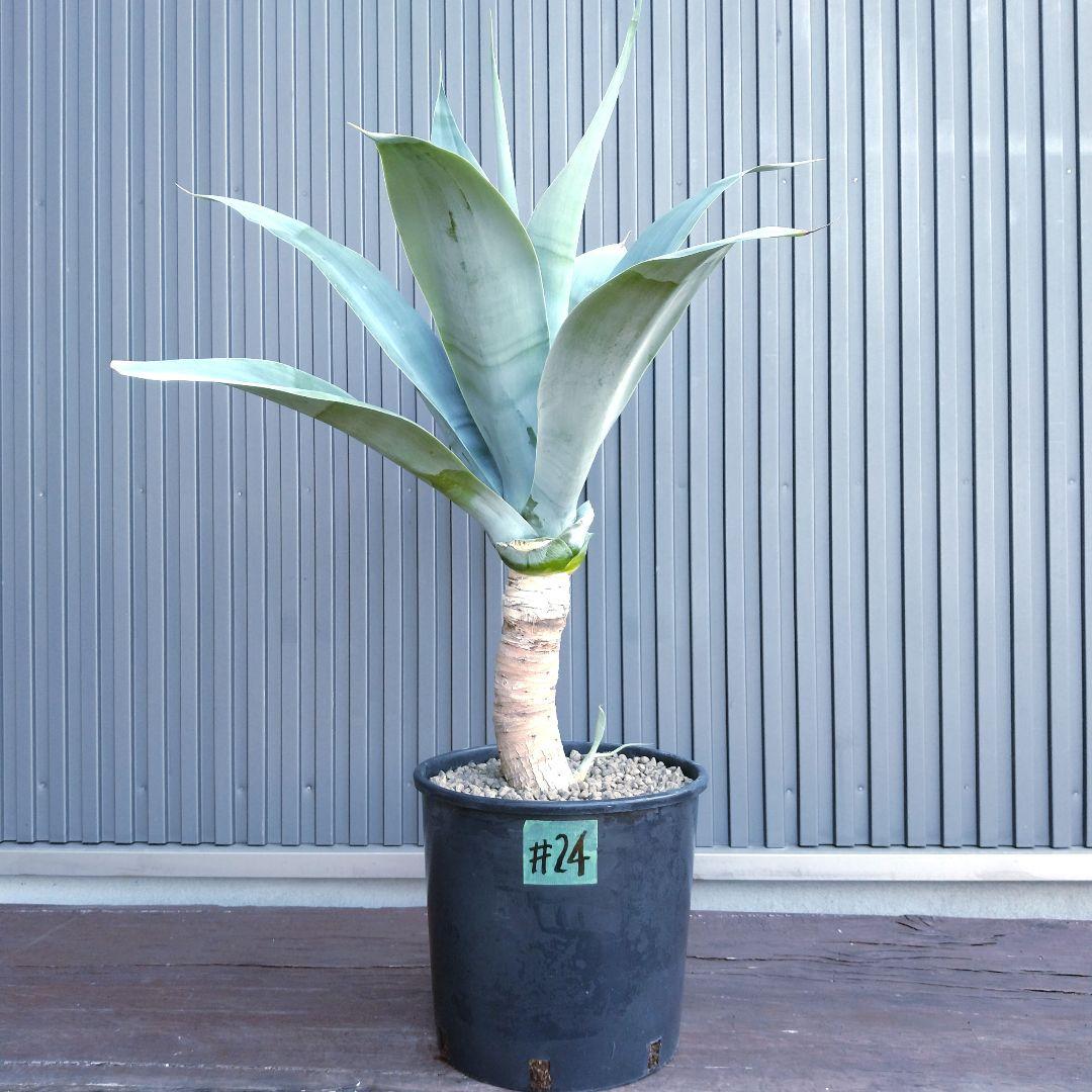 #24 アガベ アテナータ ハンチントンブルー (スーパーノヴァ)