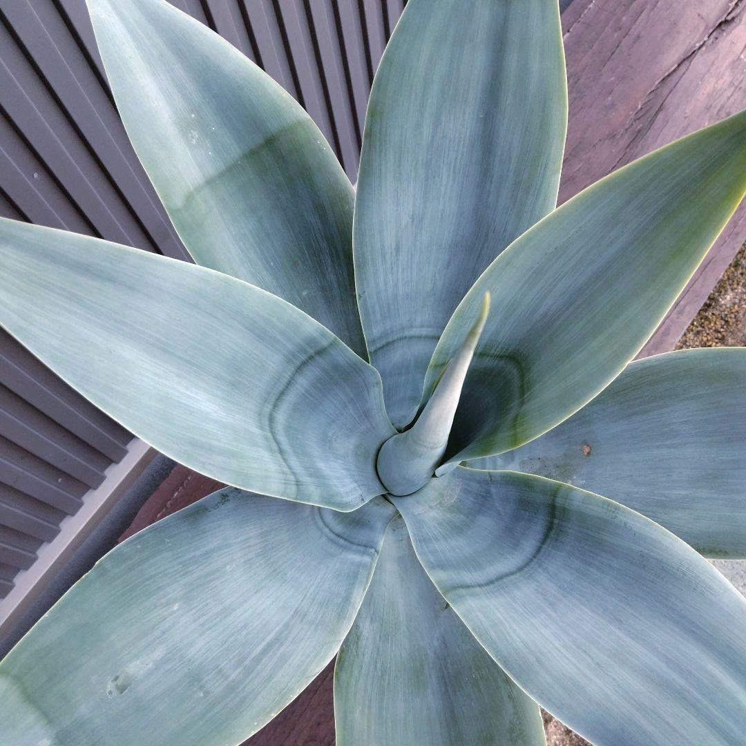 #24 アガベ アテナータ ハンチントンブルー (スーパーノヴァ)