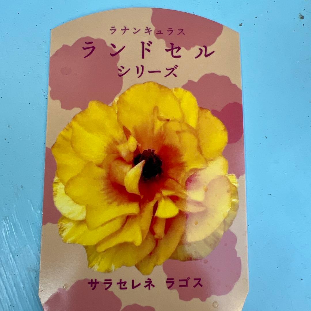 ⑧ラナンキュラスラックス❁⃘*.゜ラゴス