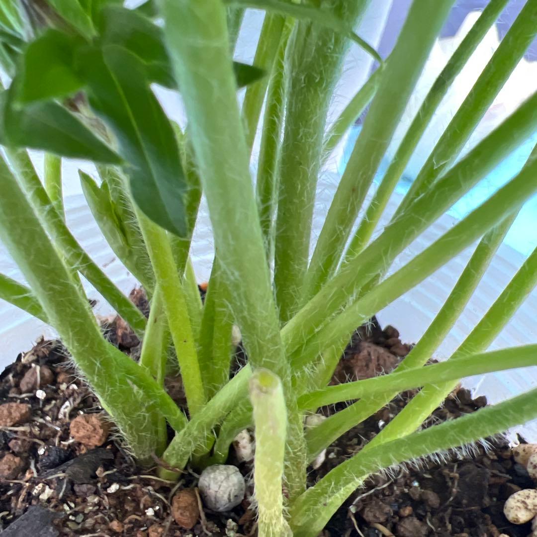 ⑧ラナンキュラスラックス❁⃘*.゜ラゴス