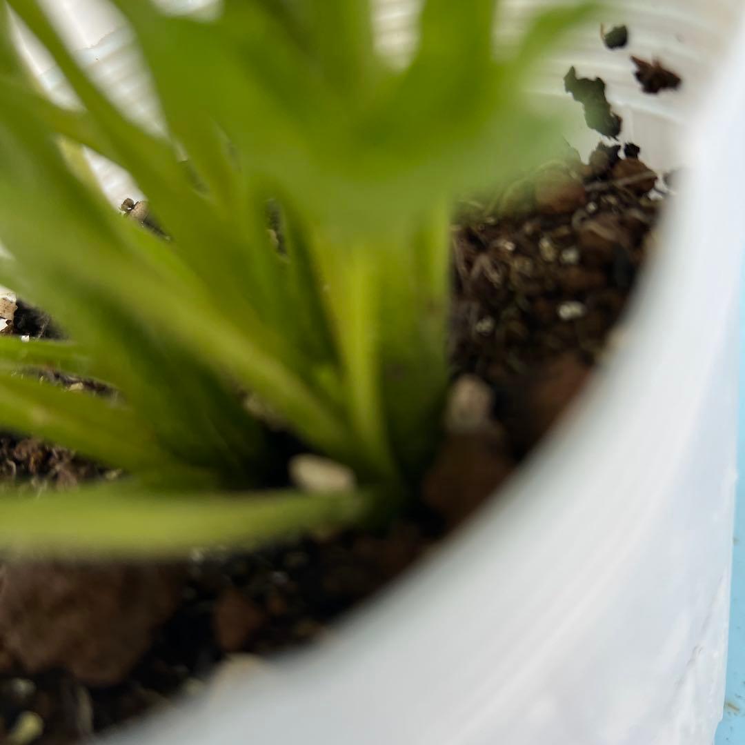 ⑧ラナンキュラスラックス❁⃘*.゜ラゴス