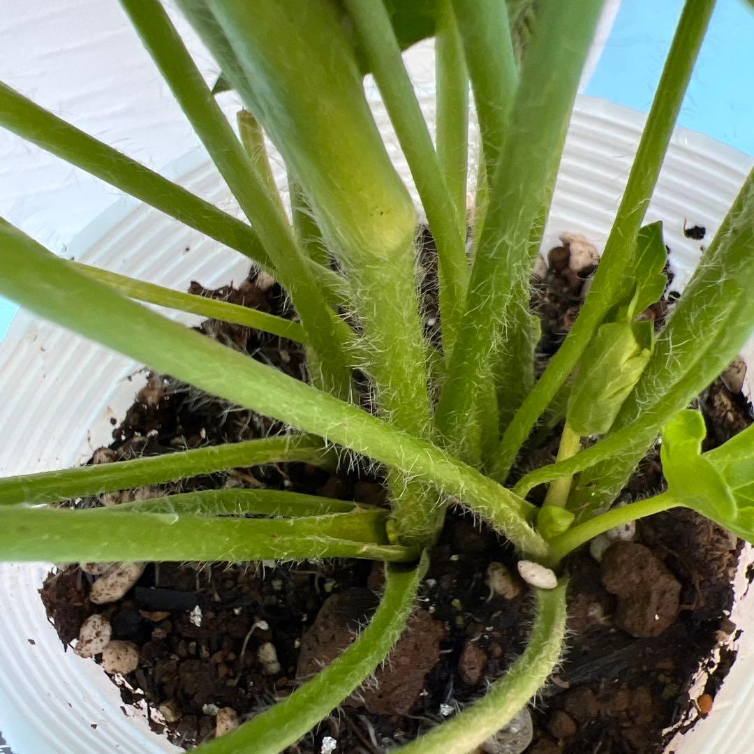 ⑧ラナンキュラスラックス❁⃘*.゜ラゴス