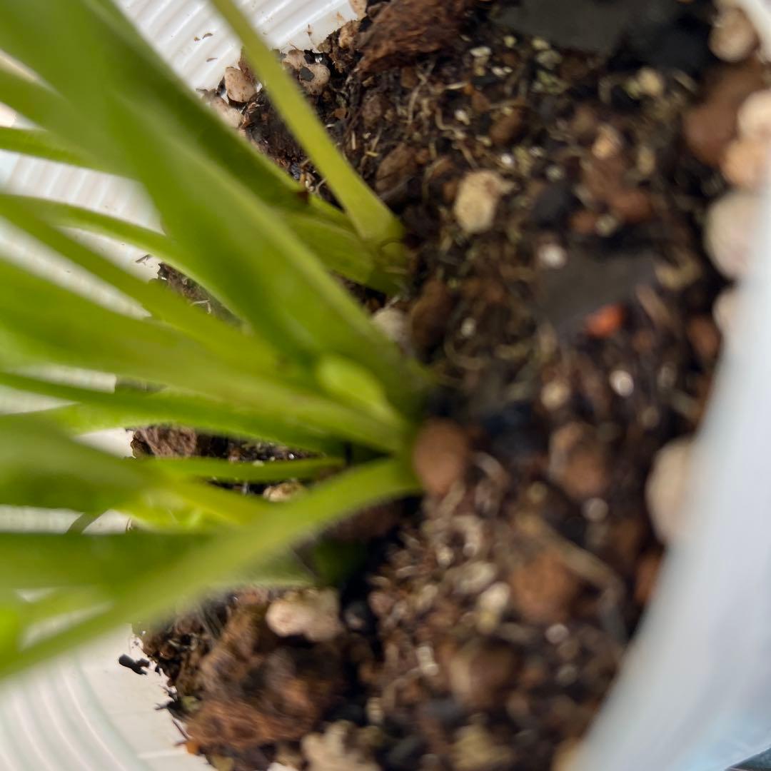 ⑧ラナンキュラスラックス❁⃘*.゜ラゴス