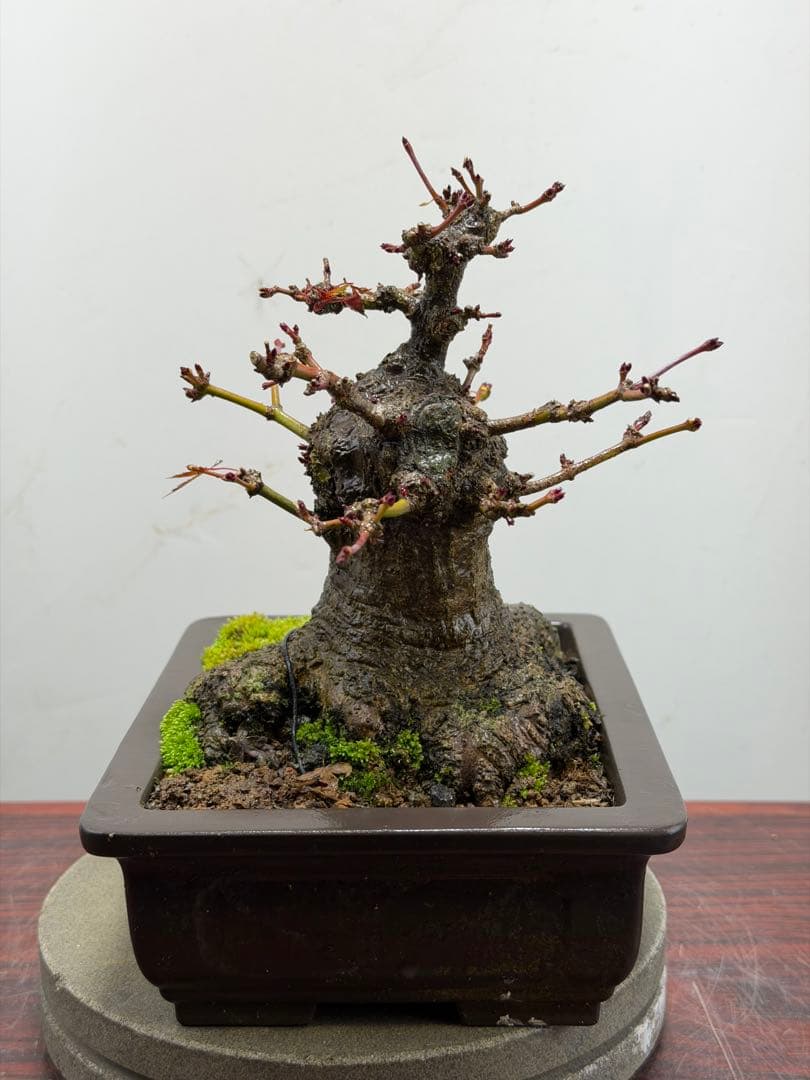 【ガチ盆栽】ヤマモミジ　山もみじ　根ばり良い　激古　太幹　小品盆栽