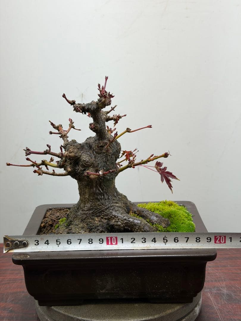 【ガチ盆栽】ヤマモミジ　山もみじ　根ばり良い　激古　太幹　小品盆栽