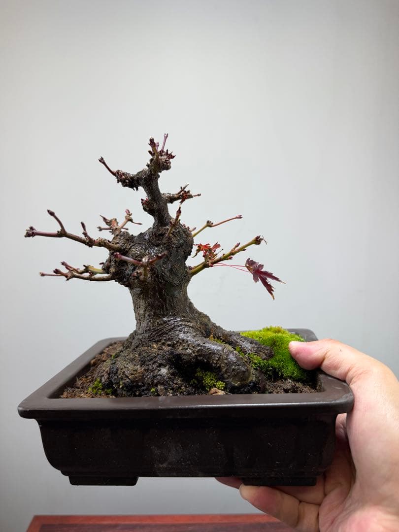 【ガチ盆栽】ヤマモミジ　山もみじ　根ばり良い　激古　太幹　小品盆栽