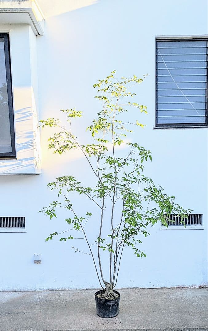 絶品。絶品。山採りアオダモ。