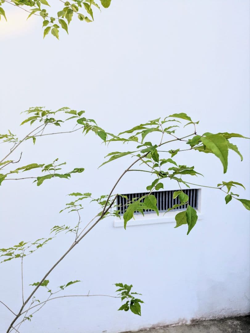 絶品。絶品。山採りアオダモ。