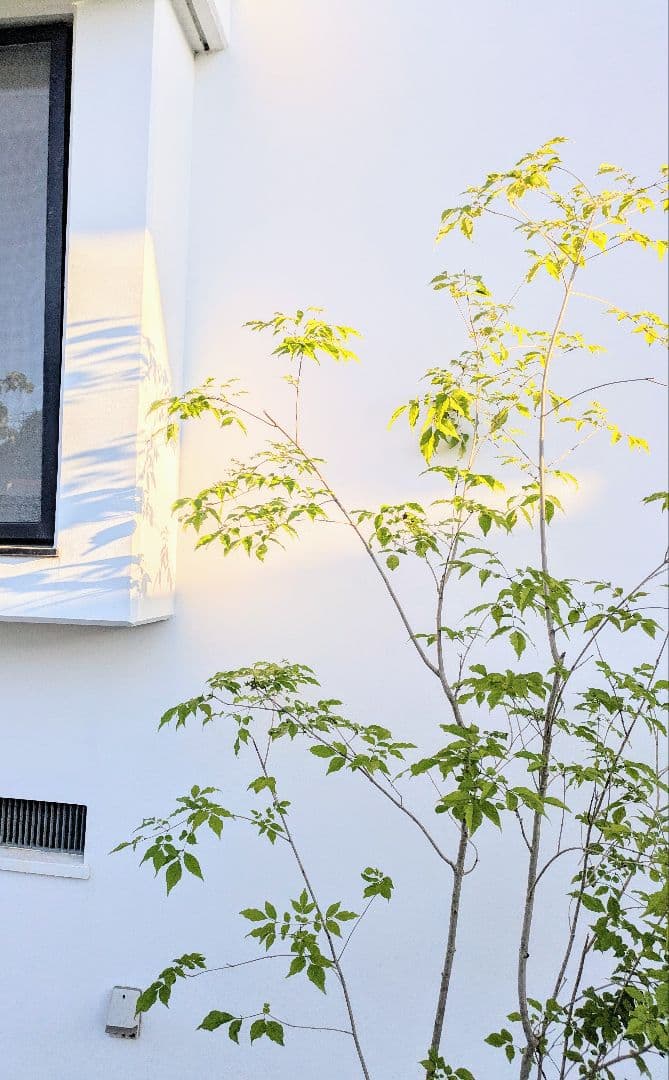 絶品。絶品。山採りアオダモ。