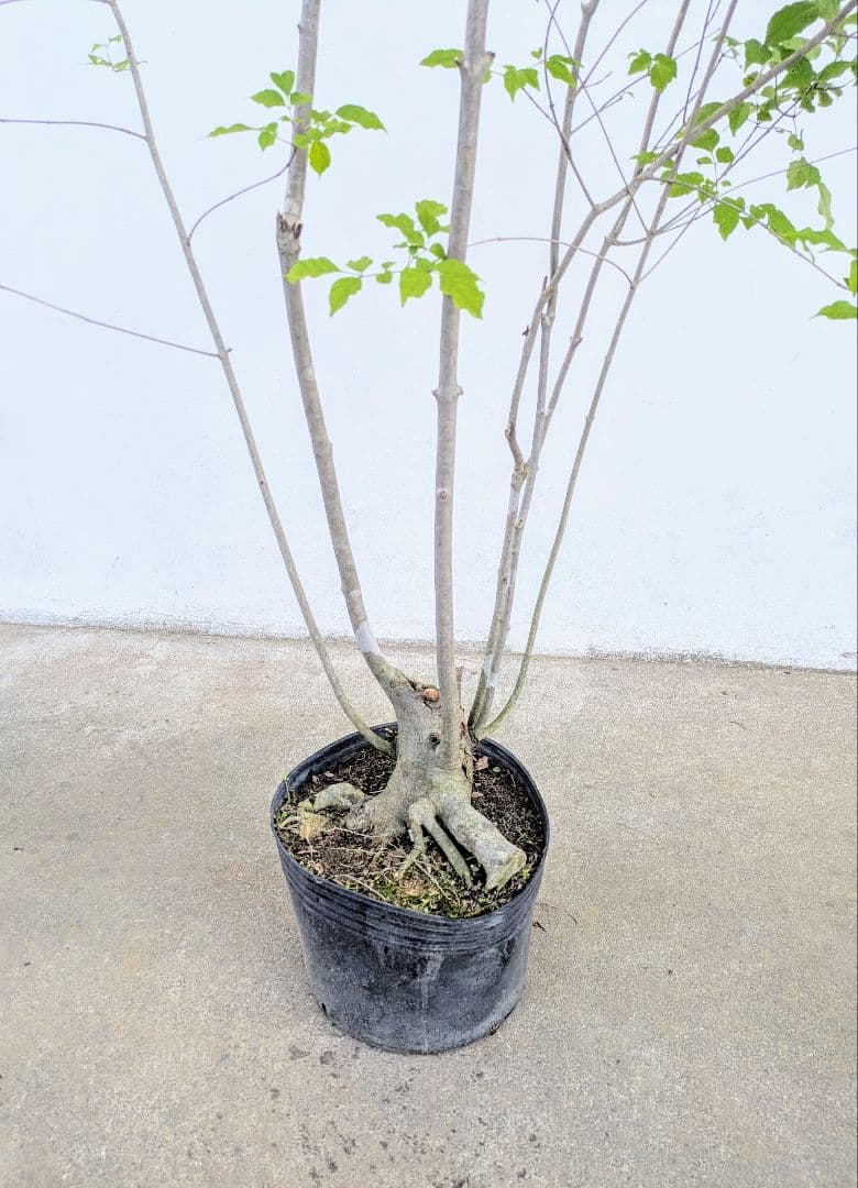 絶品。絶品。山採りアオダモ。